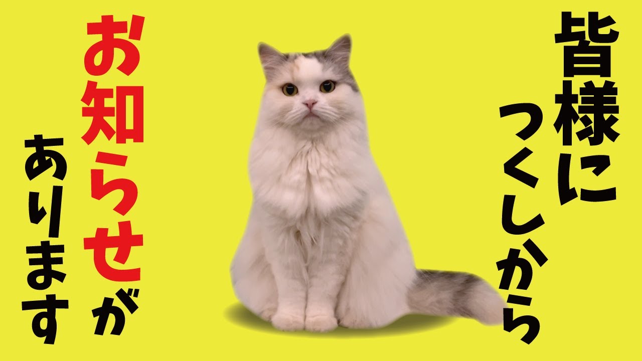 お　知　ら　せ　が　あ　り　ま　す【関西弁でしゃべる猫】
