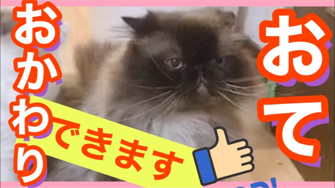 芸をする猫｜ヒマラヤンのマロンはおて、おかわり、タッチ、コロコロが得意な猫！ラグドールのクリムは爪切りが得意な猫💛💛ラグドール猫！｜最高に美しい猫｜ヒマラヤン猫｜華麗な猫｜