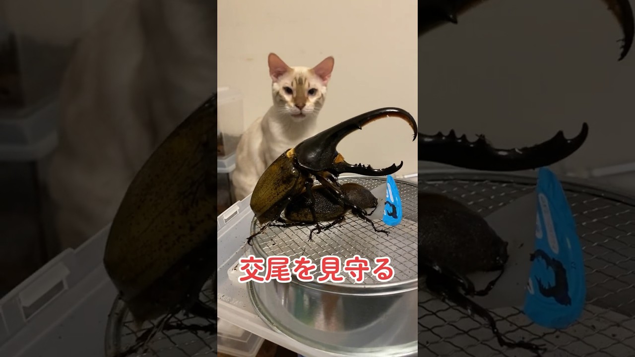 【熱い夜】ヘラクレスのペアリング　ホワイトベンガル　イチャイチャカブトムシ　WANIMA いいから　#ベンガル #bengalcat  #bengal #猫 #子猫 #cat #ヘラクレスオオカブト