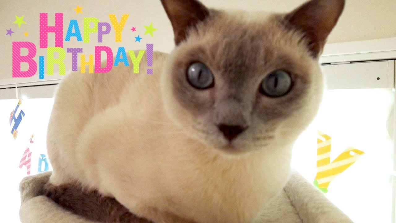 【祝４歳】【ロシアンブルー×トンキニーズ】トラさんの誕生日おめでとう（#121）