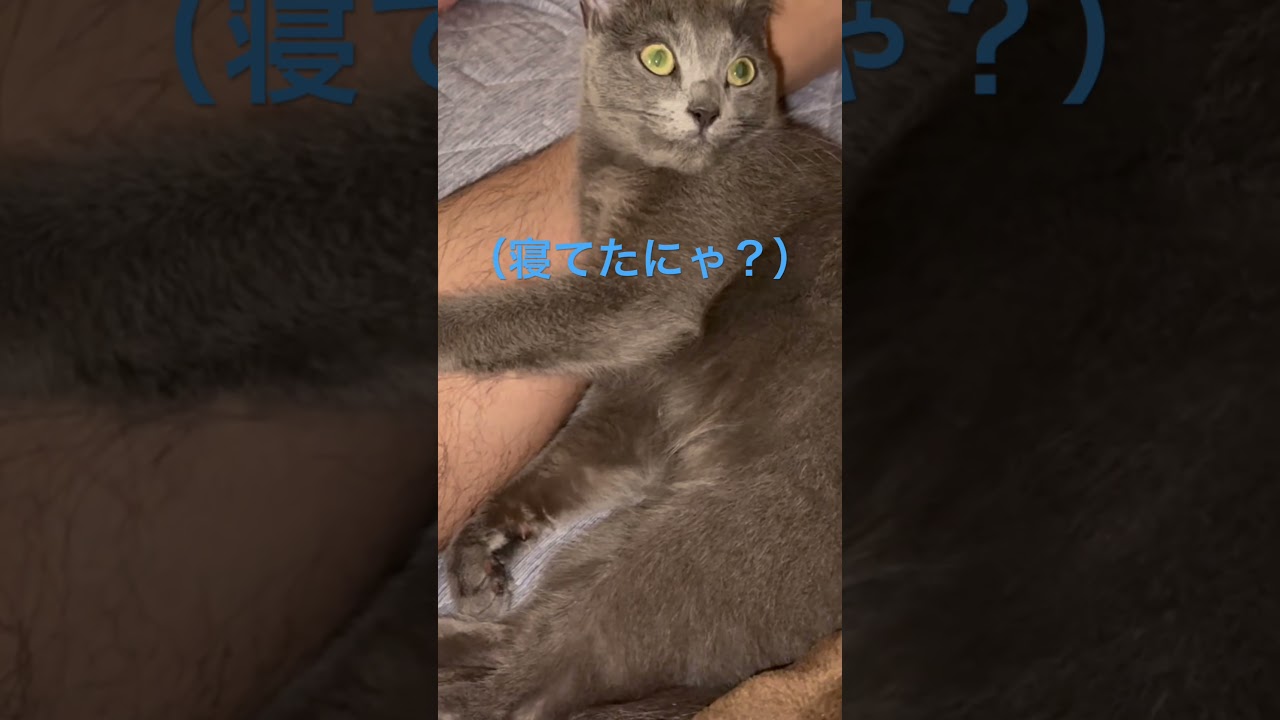 パパの脚に抱き付くお寝坊猫（ロシアンブルー）#shorts