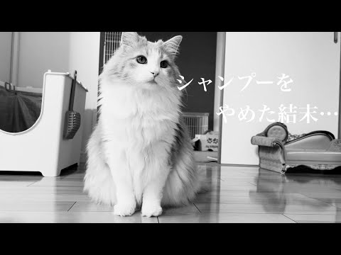 シャンプーをやめてから1年がたちました…【ノルウェージャンフォレストキャット】