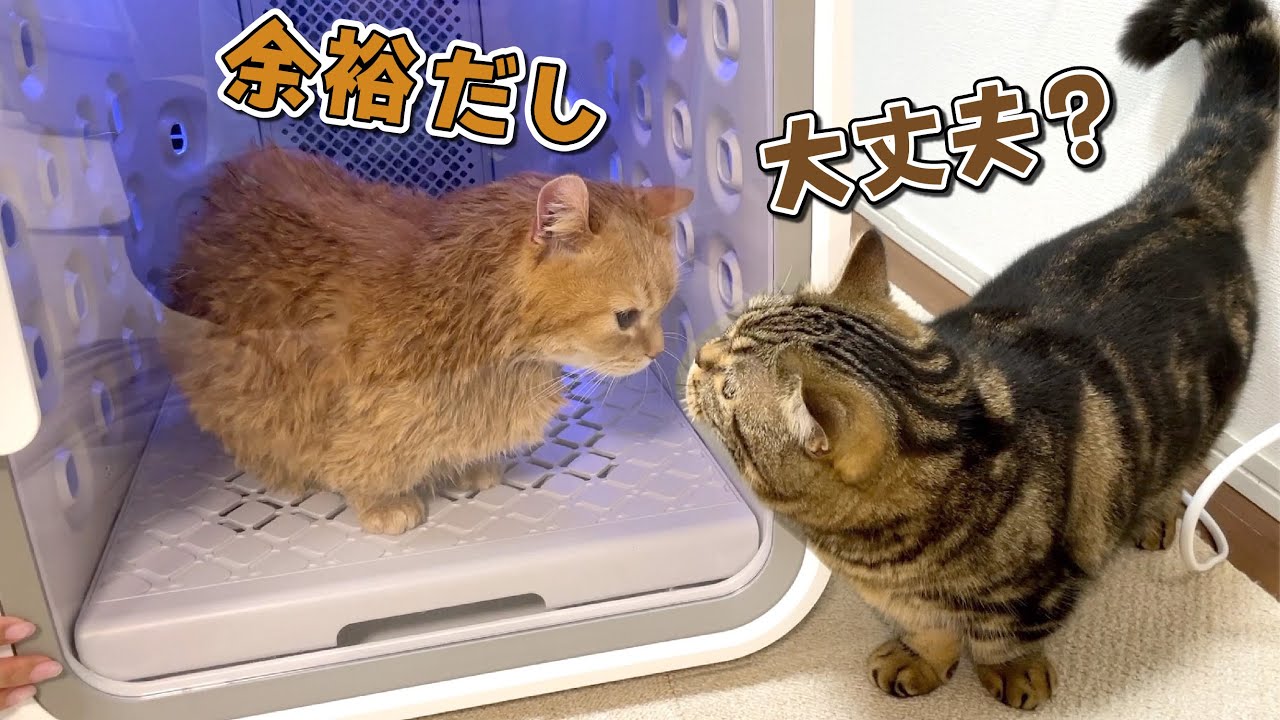 苦手なドライヤー中でも弟猫の前だけ強がる兄猫が可愛すぎる！笑