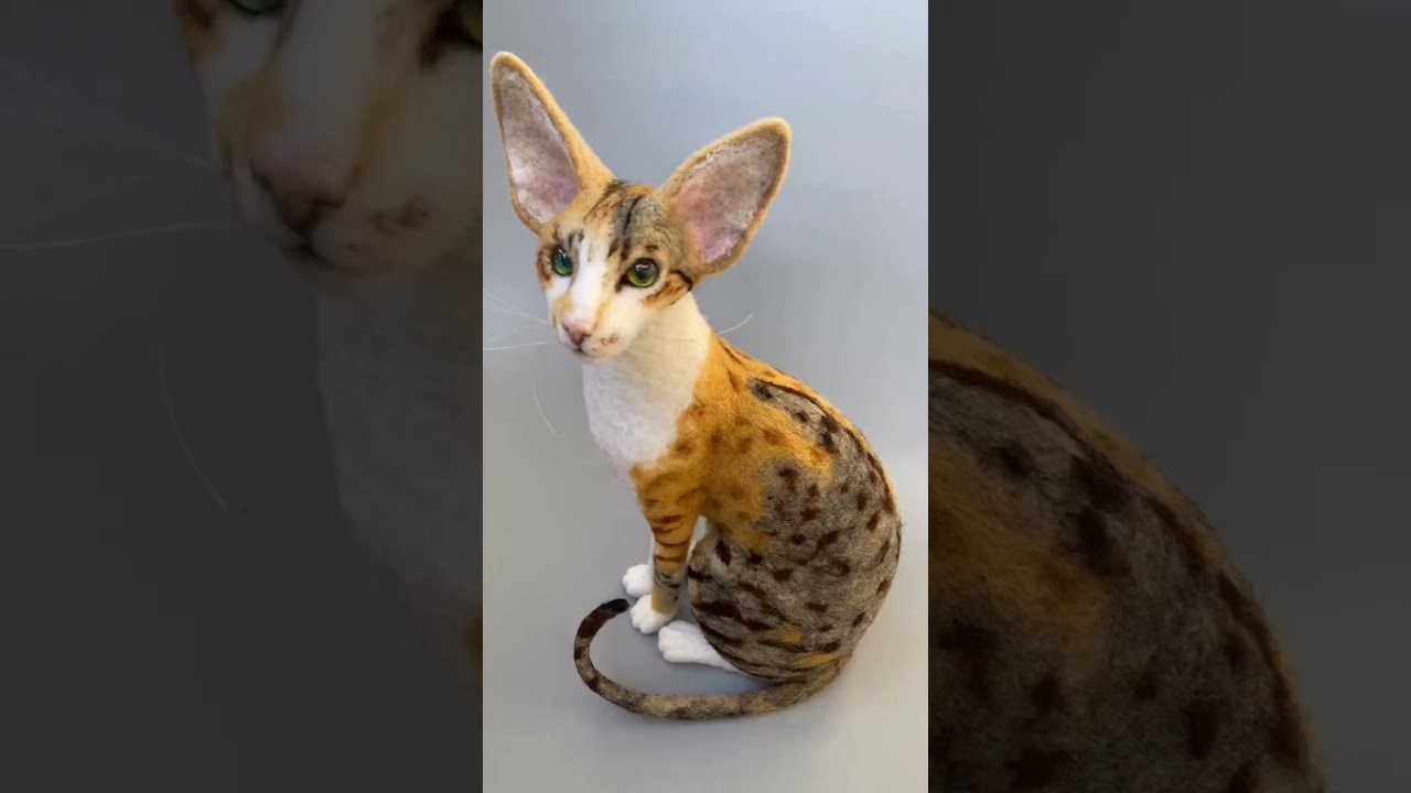 cutest cat
