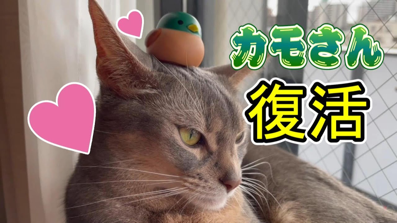 久しぶりにカモさんと再会した猫アビたん♡