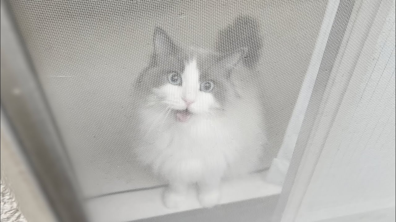 飼い主がラグドール猫の真似して外を眺めて続けていたらまさかのこうなったw