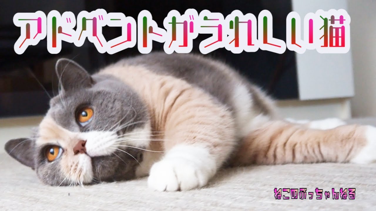 アドベントがうれしい猫 ブリティッシュショートヘアー【ねこのぶっちゃんねる】｜ねこのいる暮らし｜ねこ動画｜