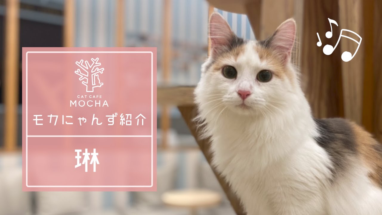 琳（ノルウェージャンフォレストキャット♀）イオンレイクタウン店