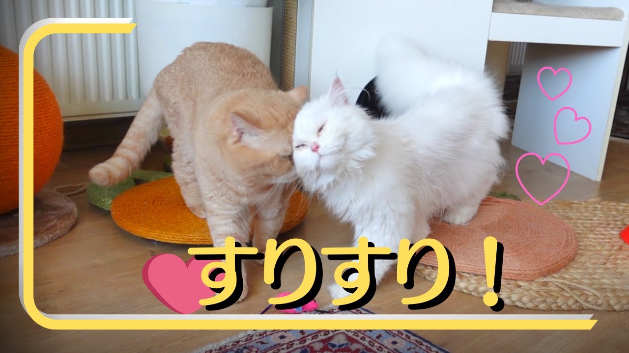 甘え出した病気の子猫！私にもです！嬉しい！！