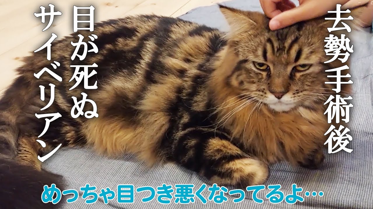 【リオンの去勢手術②後編】術後のサイベリアンがこうなりました…そういう目もかわいいよ…