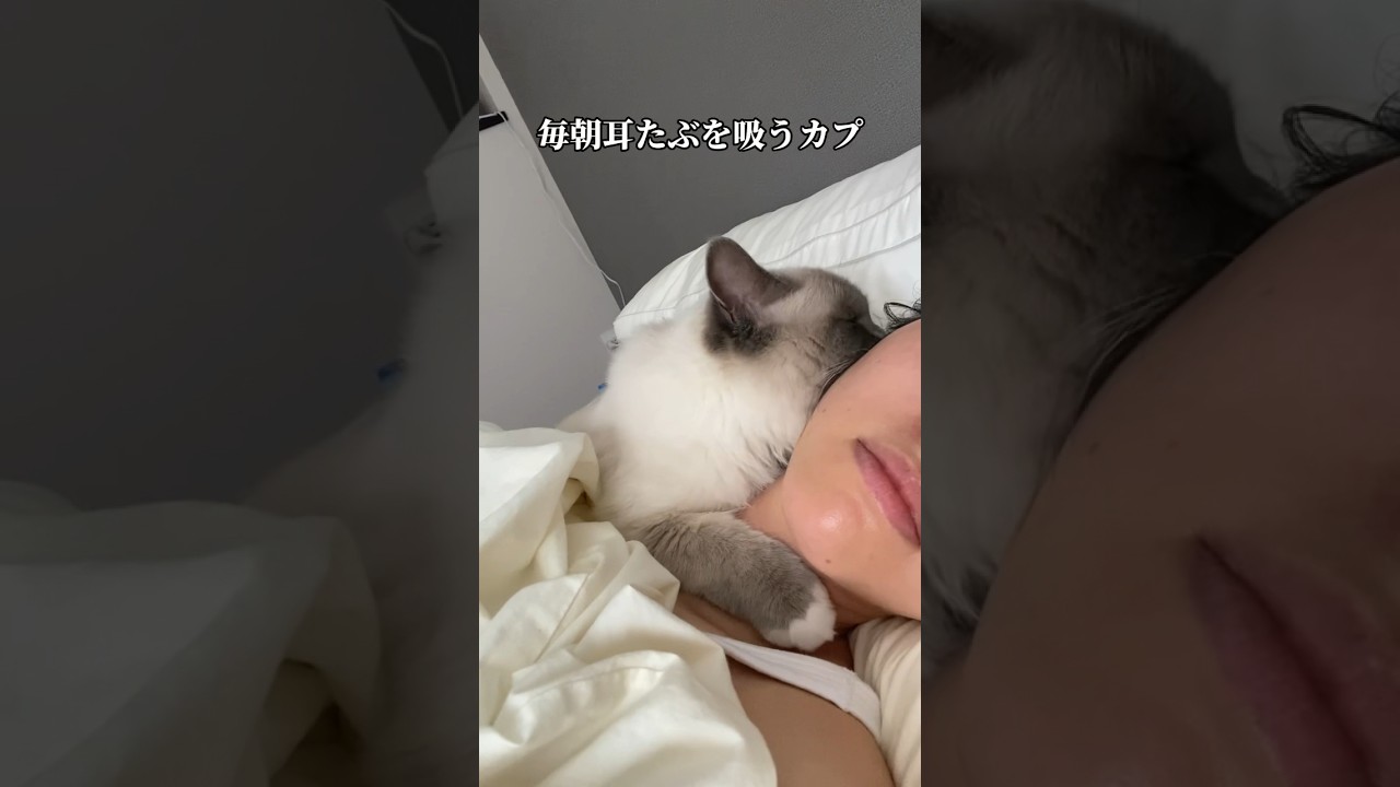 【止まらない耳たぶ吸い】#猫 #猫動画 #ねこ #ragdollcat #ラグドール #cat #love #고양이 #にゃんこ