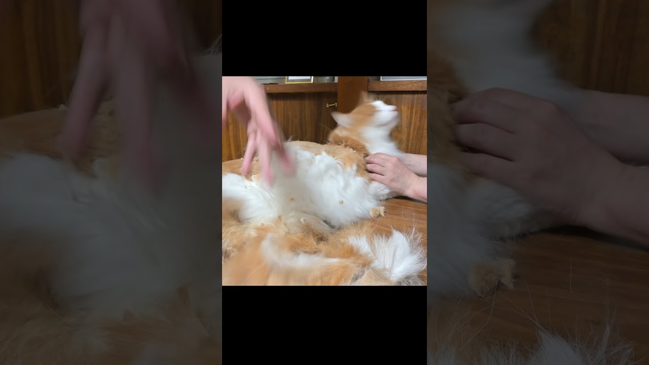 ど素人サマーカット✂ハイライト【猫・サイベリアン・ノルウェージャンフォレストキャット】 #shorts