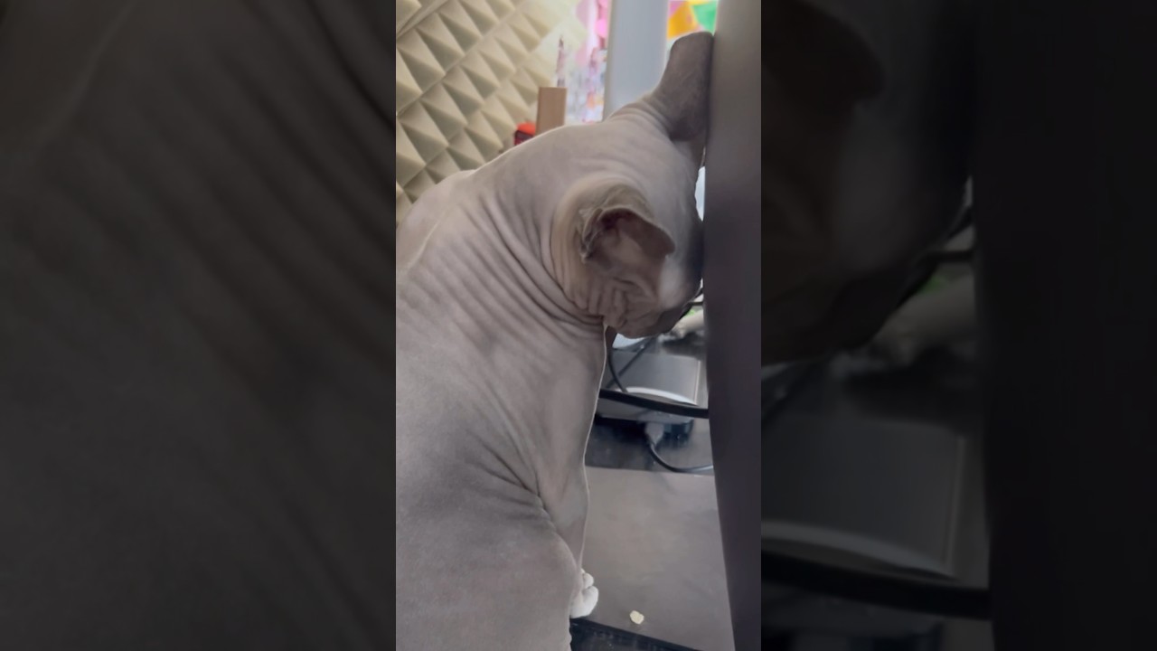 パソコンの熱で額を温める毛のない猫【スフィンクス猫】