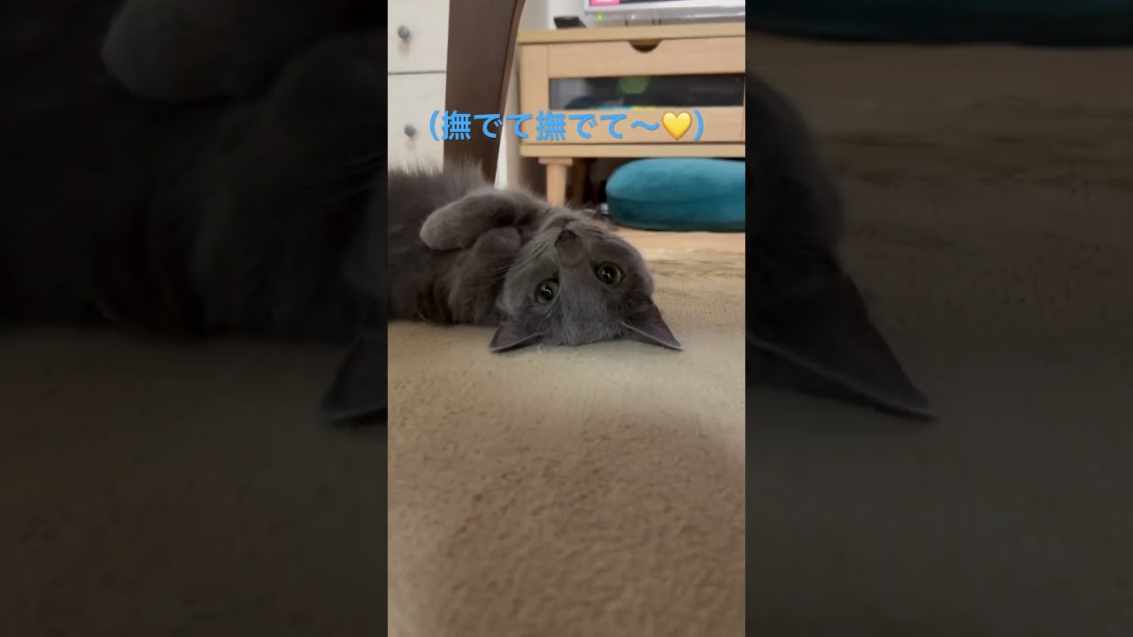 おねだり上手な可愛い猫（ロシアンブルー）#shorts