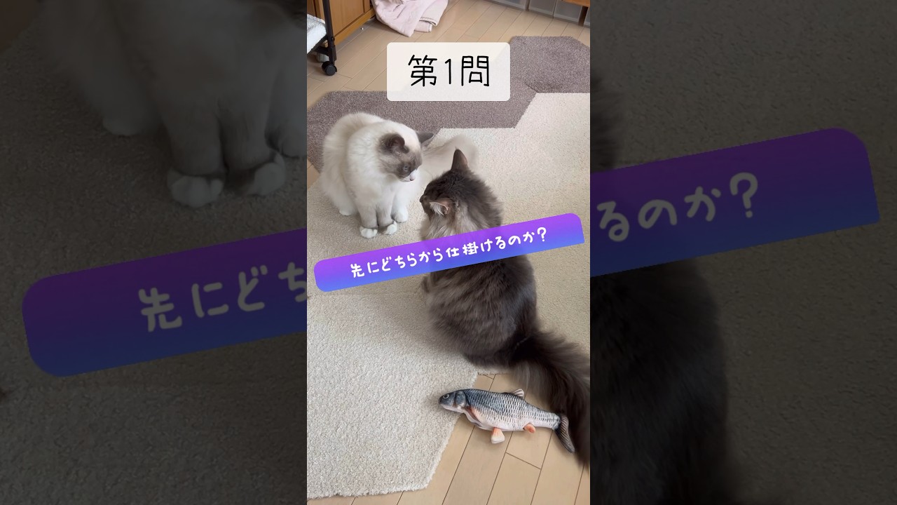 どちらが先に？ #shorts #猫動画 #ノルウェージャンフォレストキャット #サイベリアン #cat #まな猫