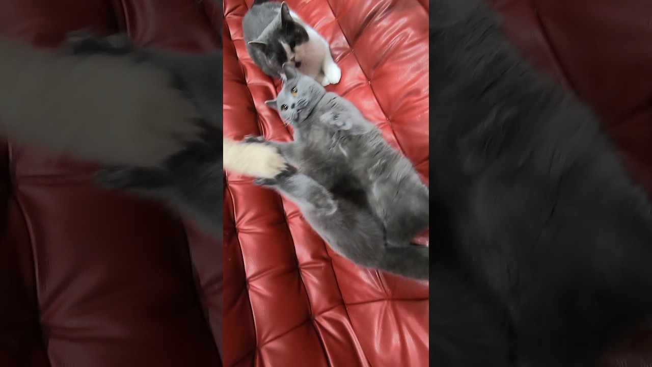 8キロもあるシャルトリューわがままボディでおもちゃにハッスル（保護猫カフェ猫の木）十三駅