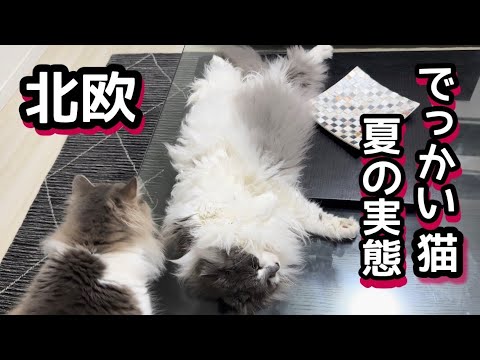 北欧のでっかい猫の夏の恐怖実録をお見せします❗️ノルウェージャンフォレストキャット