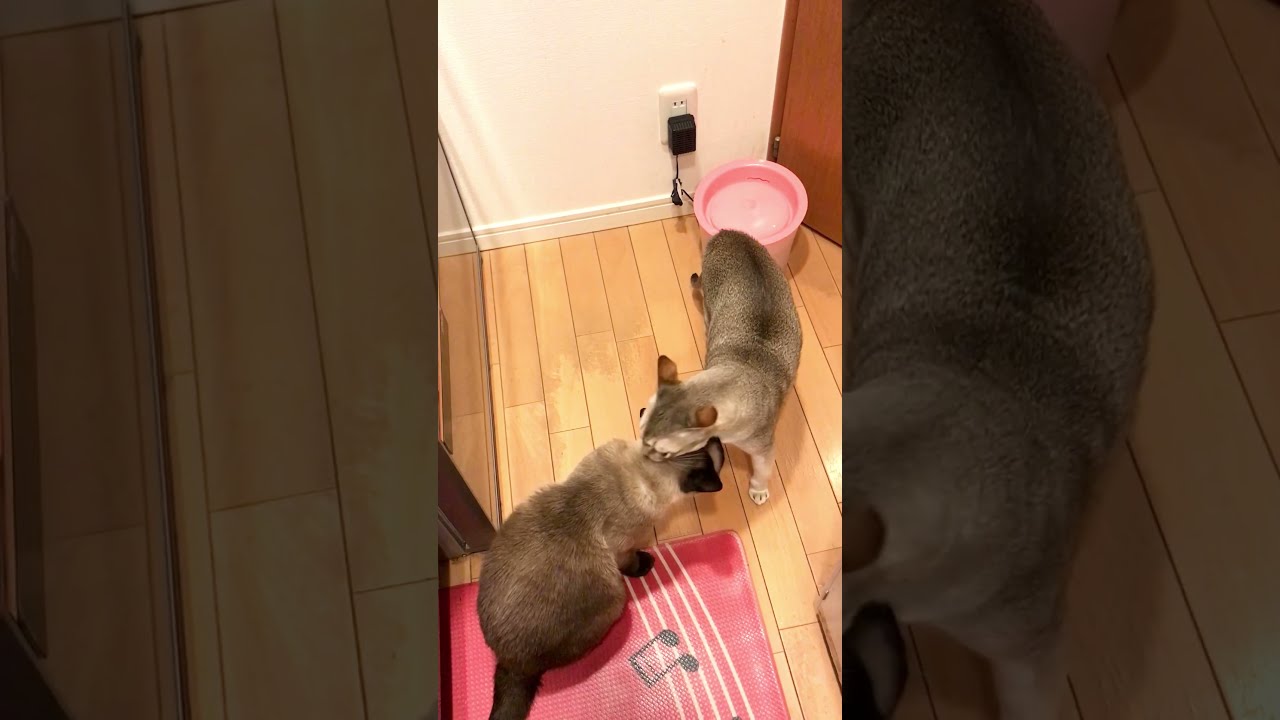 たぬき猫をペロペロしすぎてペシッと怒られるシンガプーラなのにゃ♪