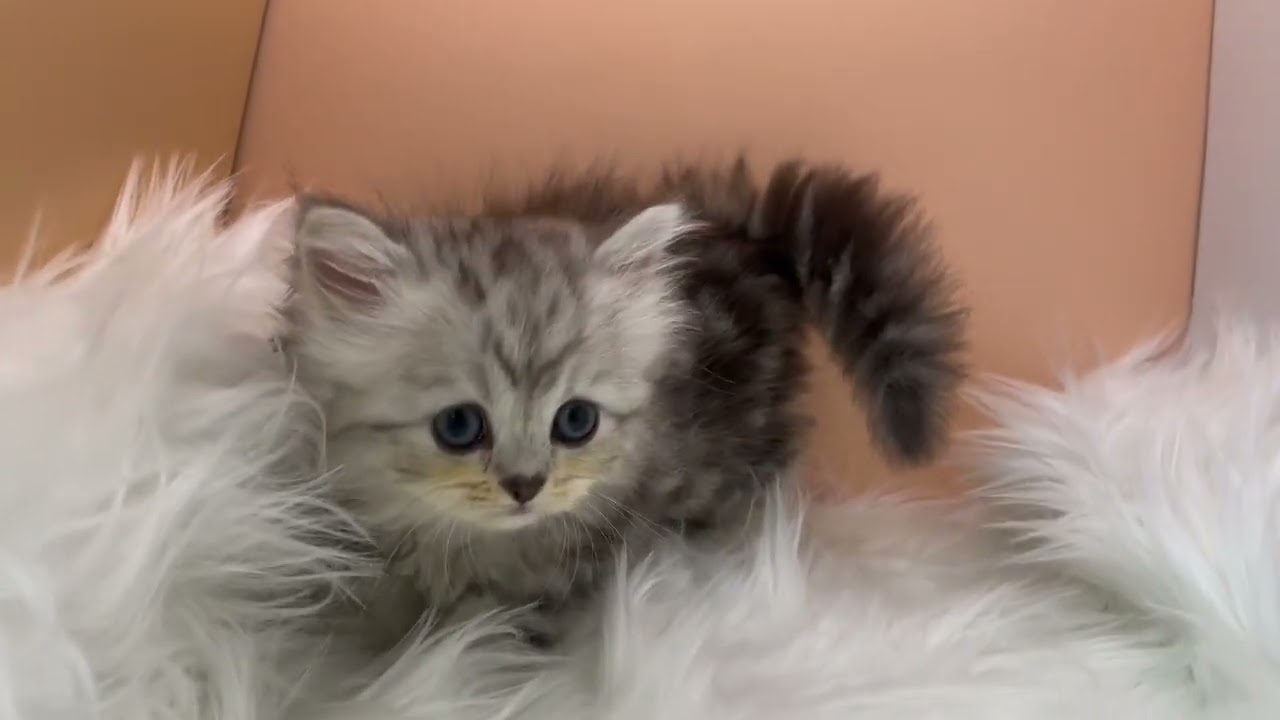 ラガマフィン 【シルバータビー】ラガマフィン兄妹❣️