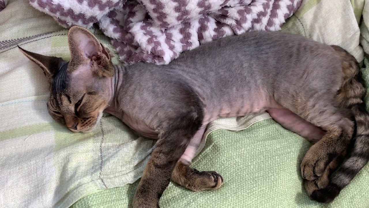 寝顔が可愛いデボンレックス子猫です(Sleeping Devon Rex kitten is so cute)