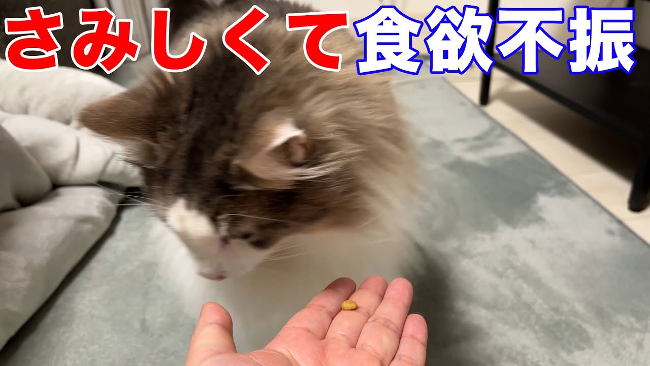 寂しくて食欲不振【ノルウェージャンフォレストキャット】