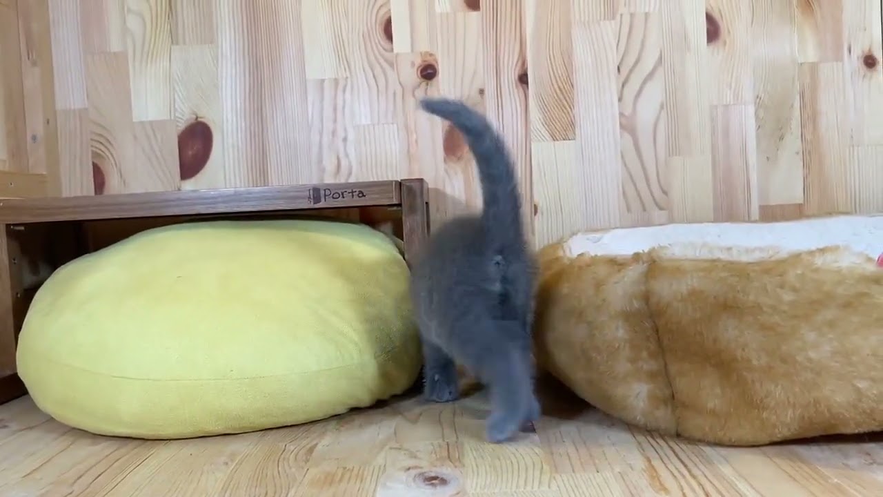 ロシアンブルー ブルーの男の子♪