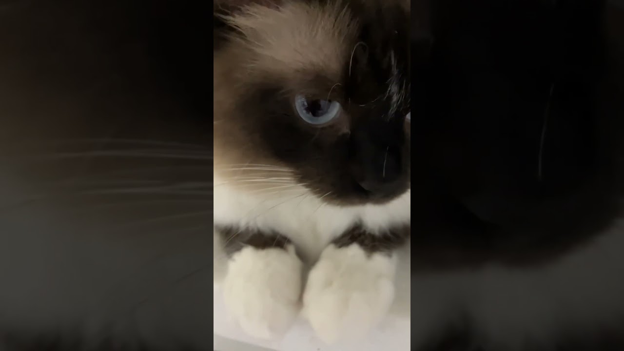 ラグドールのたぬきみたいな猫 #cat #kitten #ragdoll #アライグマ #こねこ #たぬき #ねこ #ラグドール #ラグドール子猫 #ねこのいる生活