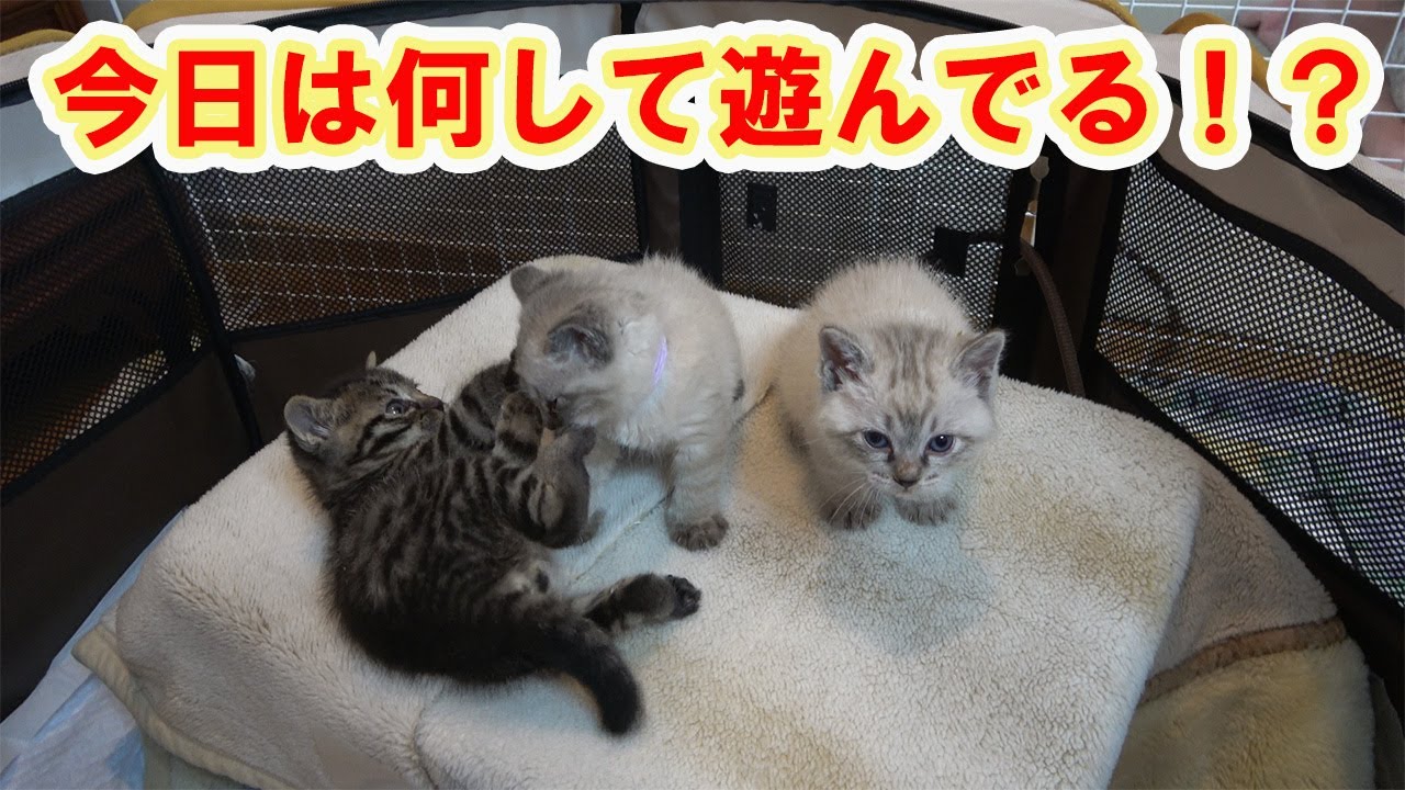 【保護猫】＃296　子猫達はオモチャがなくてもある物で遊んでくれました。