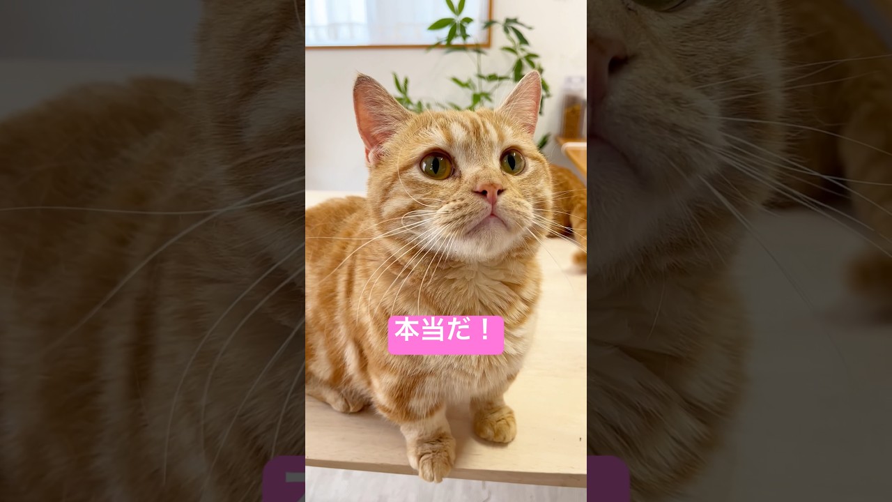 マンチカンのちゃーぼーのヒゲがダリみたいってホント！？【猫の髭】 #shorts