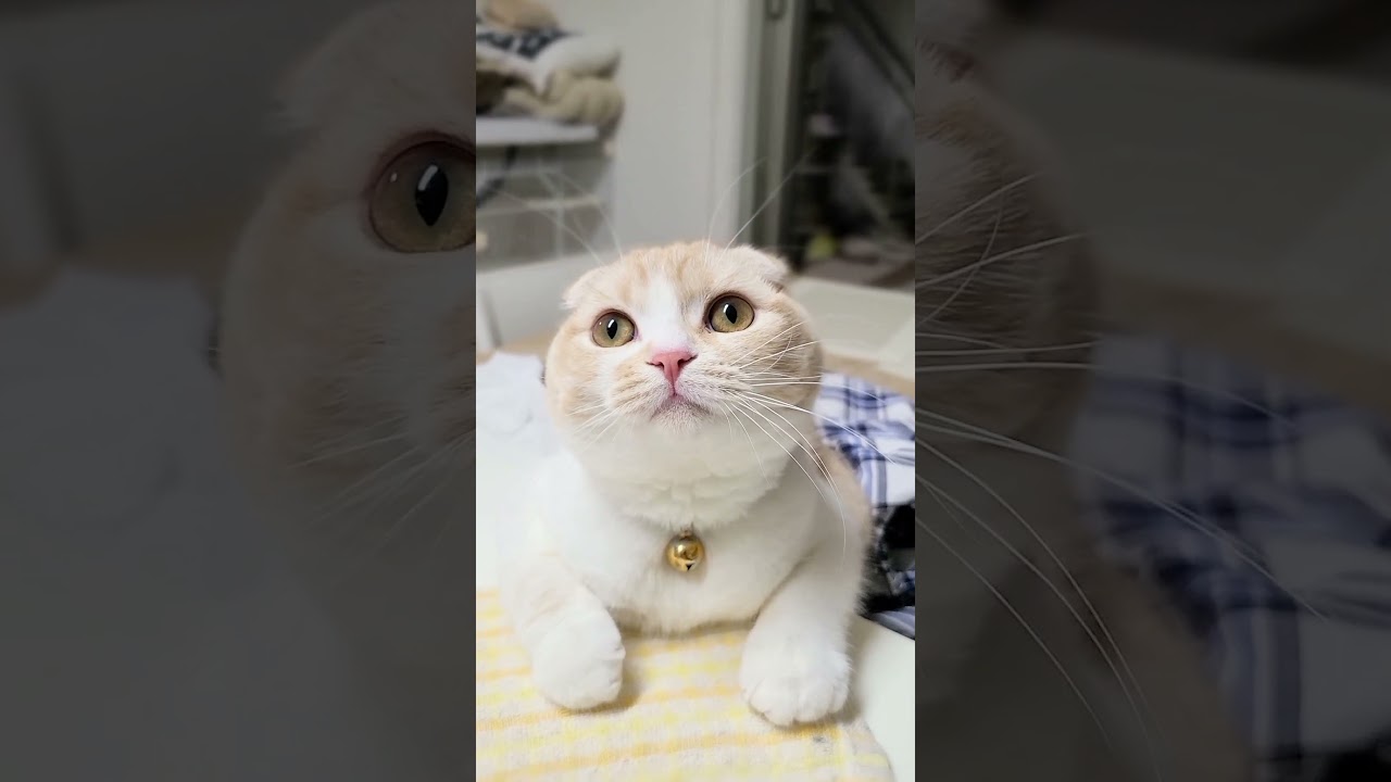 洗い物を見守る猫#shorts