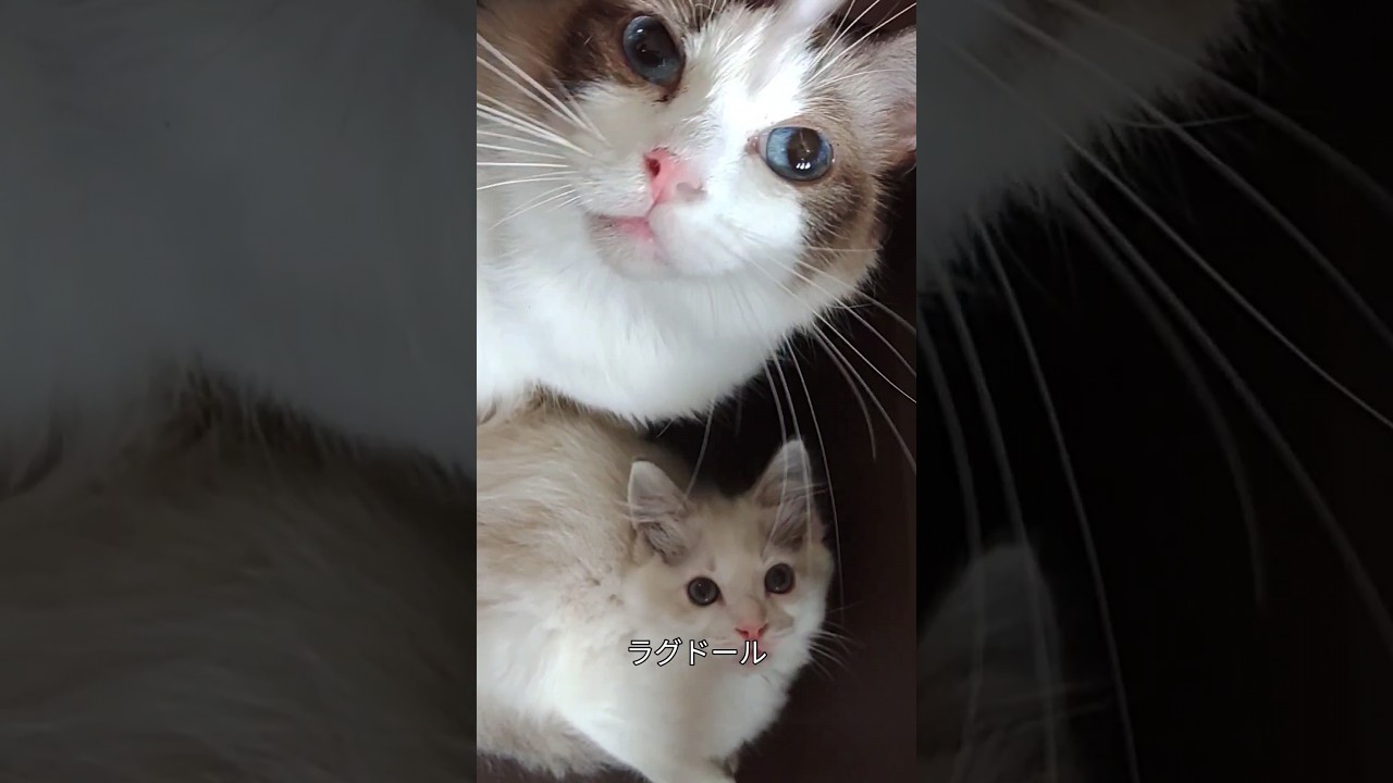#ラグドール#子猫#親子