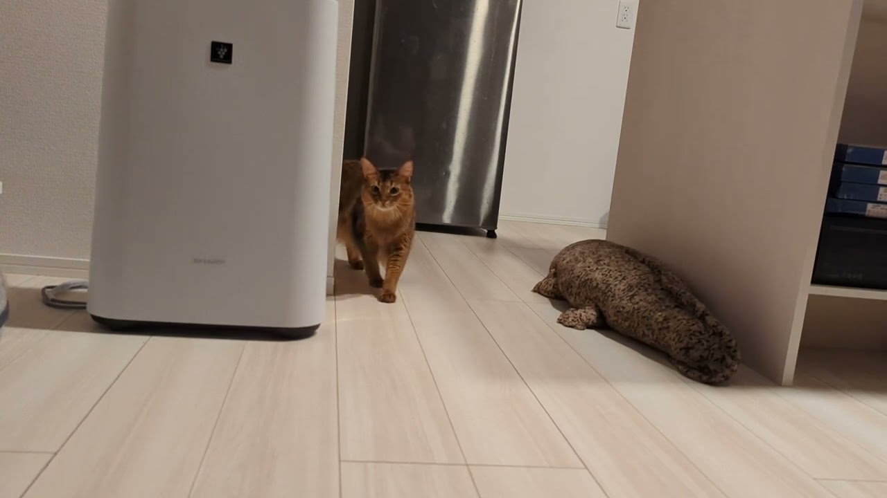 【524日目】狙われる僕 #ソマリ #cat