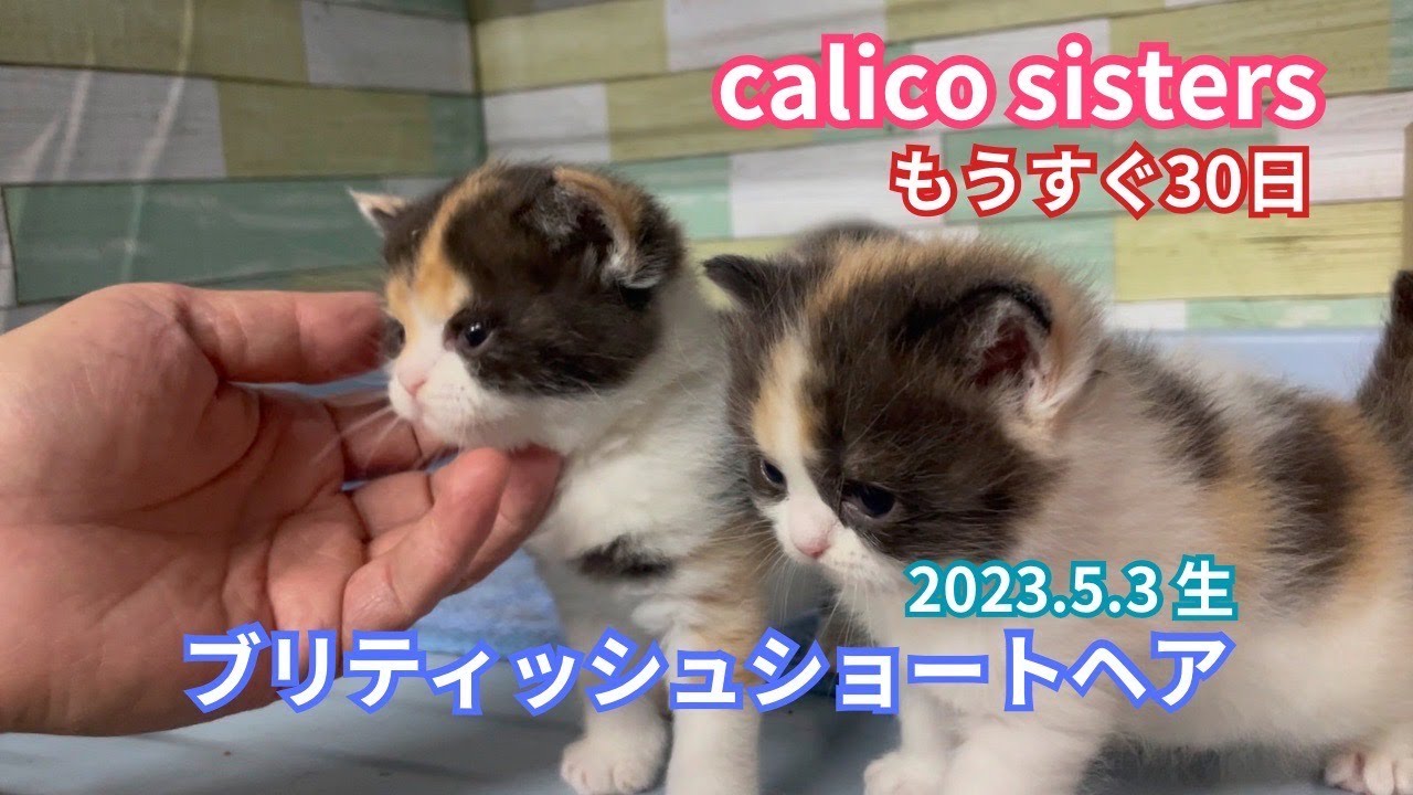 【キャリコ　シスターズ】三毛のブリティッシュショートヘア子猫