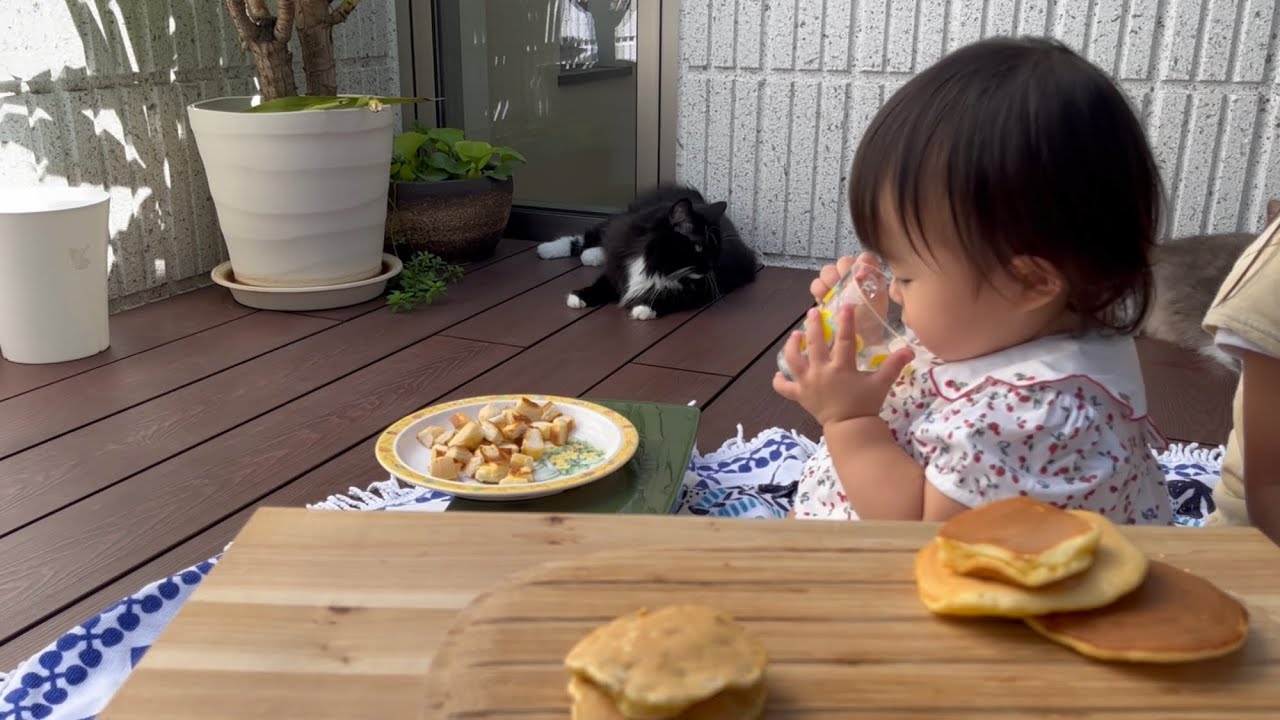 隙を見て赤ちゃんのパンケーキを盗む猫　ラガマフィン　A cat steals a pancake by looking at the chance