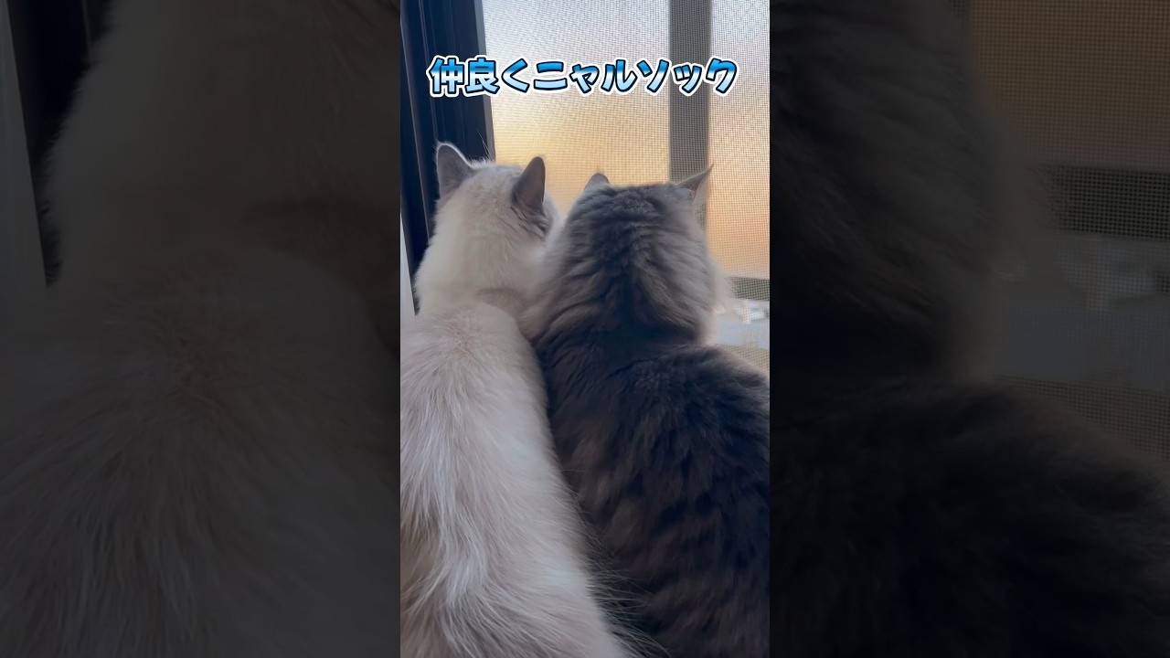 仲良くニャルソック #shorts #猫動画 #ノルウェージャンフォレストキャット #サイベリアン #cat #まな猫