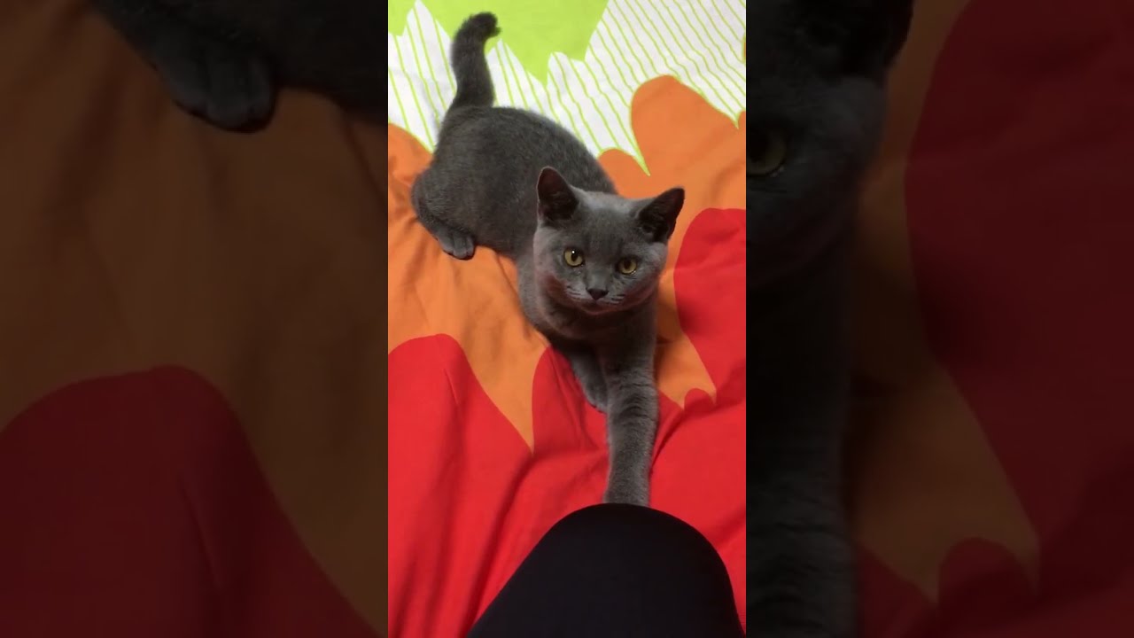 ベッドの上で何かを狙うまるた