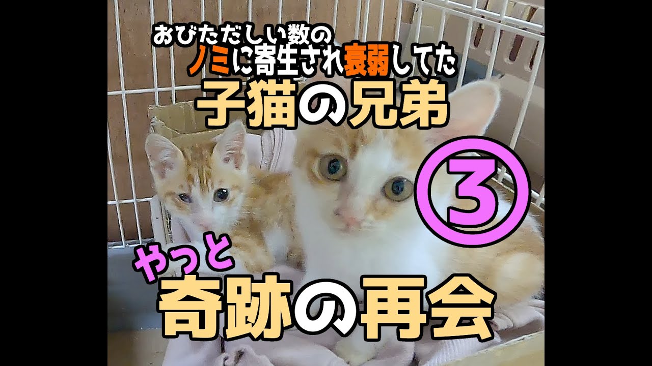 【おびただしい数のノミに寄生された子猫の兄弟】やっと奇跡の再会を果たしました