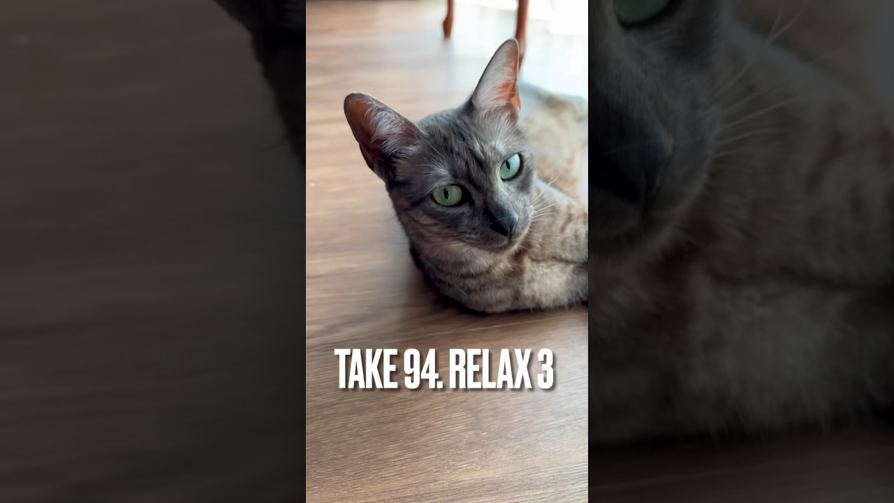 #リラックス にゃ #日曜日 #ひなたぼっこ #まったり猫 #猫 #ねこ #エジプシャンマウ #shorts