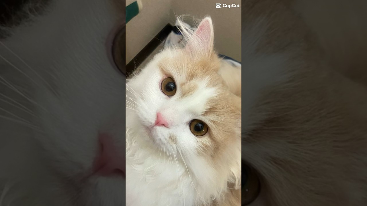 猫の夏支度 #猫動画 #ラガマフィン #子猫 #サマーカット