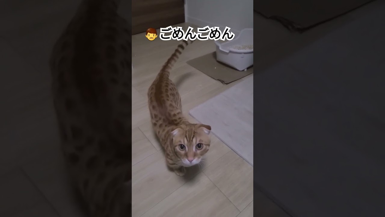 猫砂かいてたので撮影してたら怒られた主【コモドンの観察日記】 #キンカロー #猫