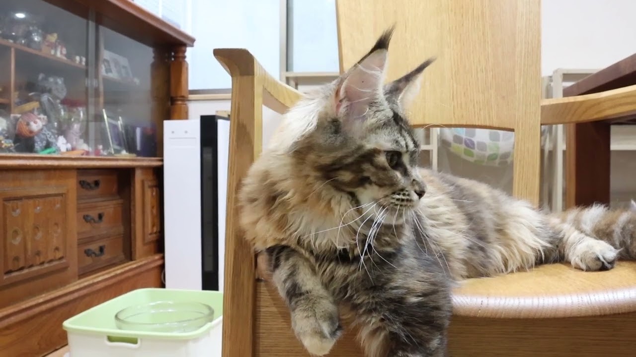 おしゃまなメインクーン子猫のイドゥナちゃん