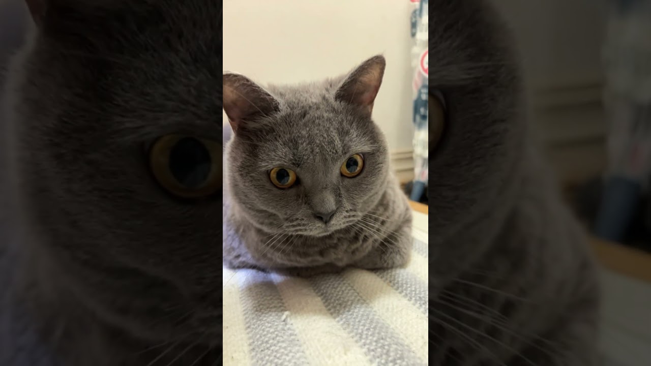 これなにねこ　　　#cat #ねこ #シャルトリュー #猫 #chartreux #kawaii #にゃんこ #ネコ