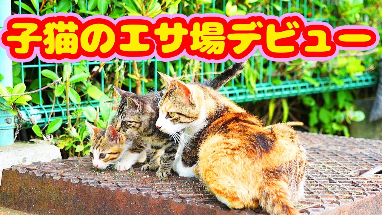 子猫を隠していた母猫 子猫をエサ場に連れてきてエサやりさんにお披露目する