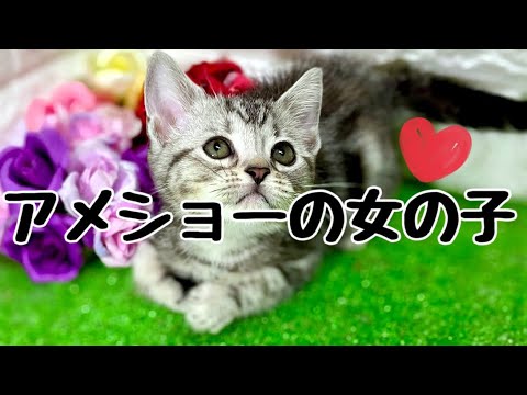 アメリカンショートヘアの子猫　（平野瓜破）
