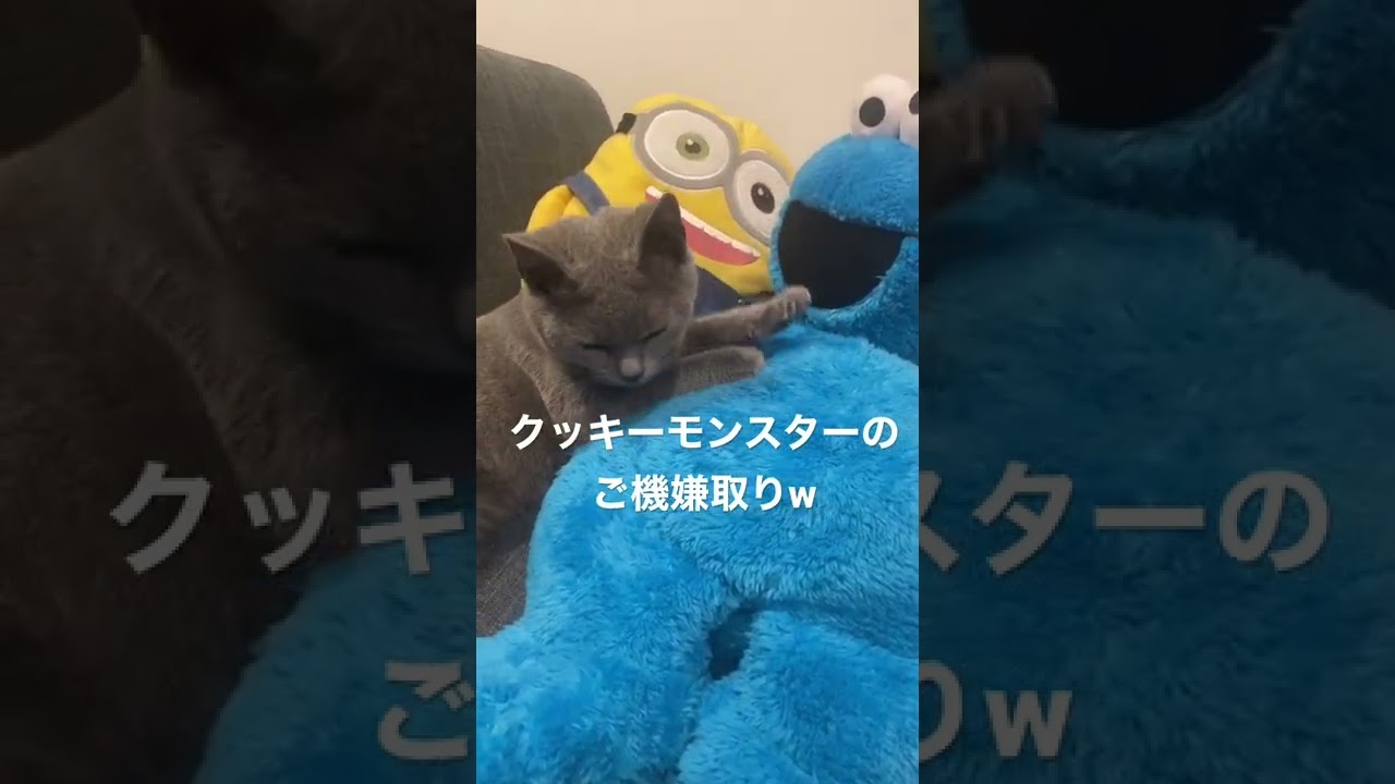 寝ぼけてクッキーモンスターにマッサージする猫が可愛すぎる #シャルトリュー #猫 #ねこのいる暮らし #shorts