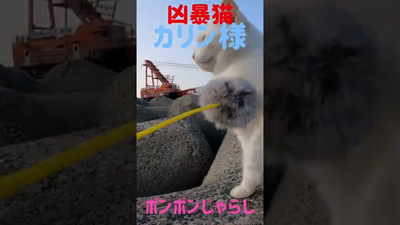 あの凶暴猫のカリン様 パトロールの途中のボンボンじゃらし #shorts Japanese cats