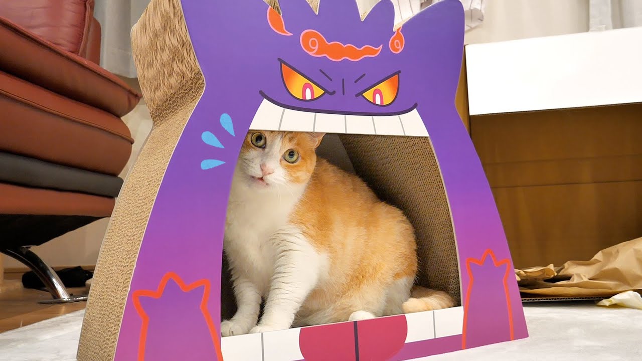 ”ポケモン公式”が本気で作った猫グッズが凄すぎて、うちの猫たちが食べられてしまいましたwww