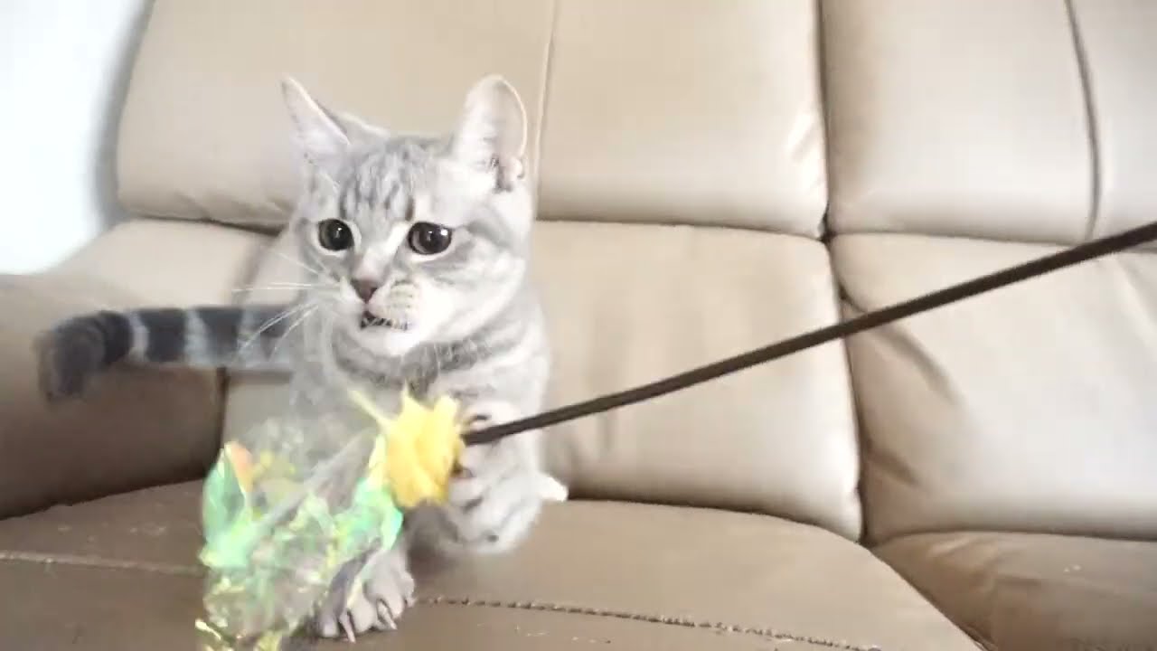 ブリティッシュショートヘアー子猫　British Shorthair　2023.2.12産まれ　ブルータビー　男の子　シーダキャット猫のお店