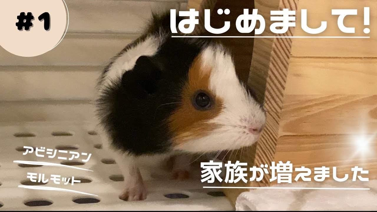【モルモット】新しい家族が増えました。【アビシニアン】
