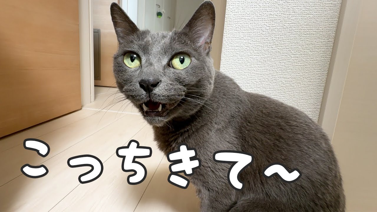 娘が学校でいないと寂しがりな猫はこうなります！